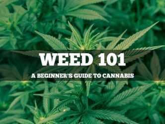 Weed 101: A Beginner's Guide to Cannabis