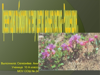 Презентация по биологии на тему: цветок  дальнего востока - Рододендрон .