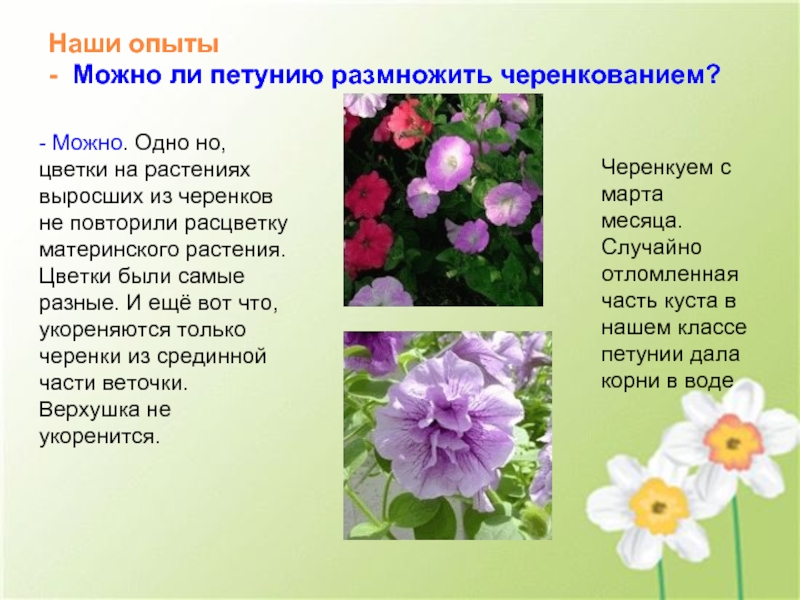 Какие растения выращивают в московской области. Материнское растение цветок. Размножение петунии черенками. Эксперимент с матом и растениями. Опыт мат и растения.
