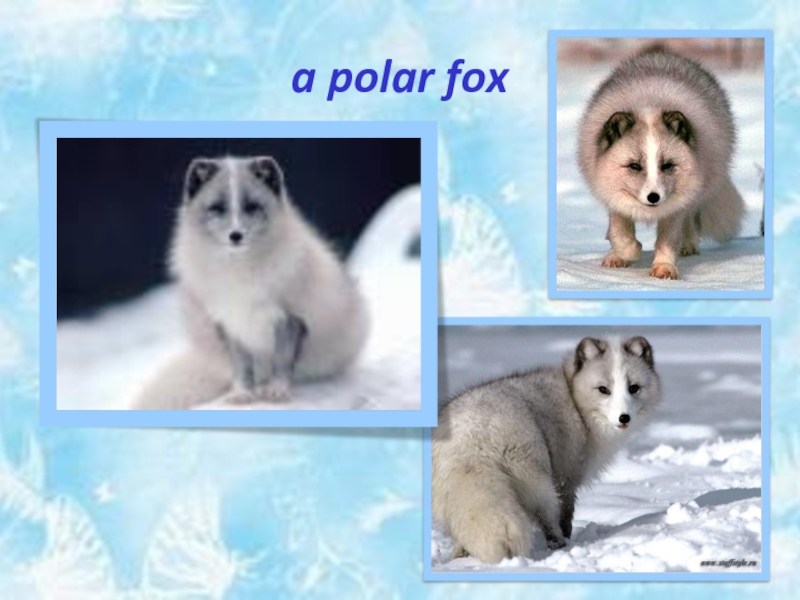 a polar fox
