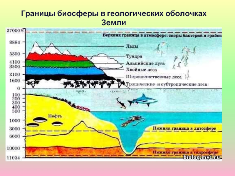 Нарисуйте схему границы биосферы покажите штриховую область земли в которой существует жизнь