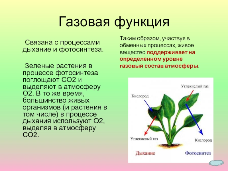Зеленые растения днем поглощают кислород