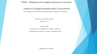 Исследовательская работа по выращиванию комнатного растения