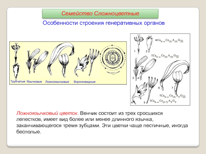 Сложноцветные диаграмма