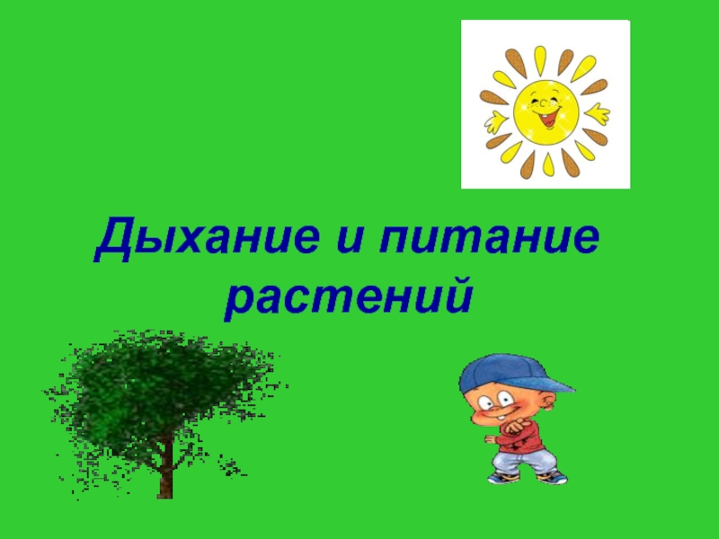 Дыхание и питание растений. Питание растений 3 класс. Питание и дыхание растений. Питание растений 3 класс окружающий мир. Дыхание и питание растений 3 класс.