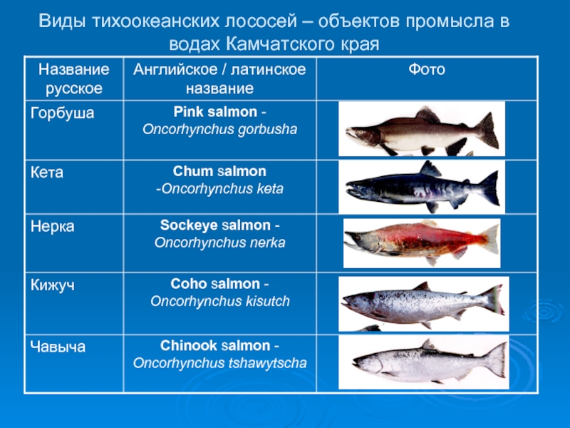 Таблица промысел рыбы