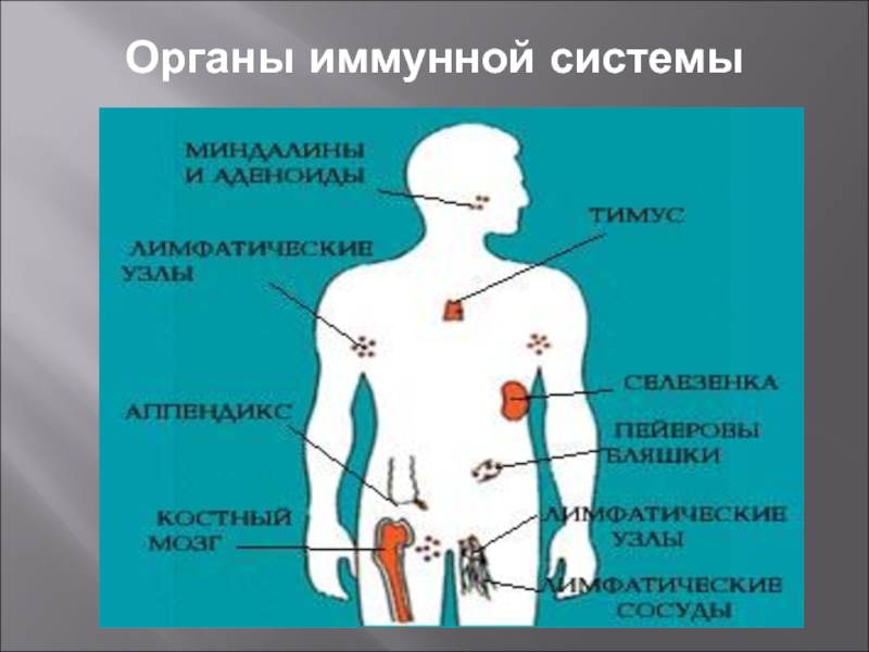 Органы иммунной защиты