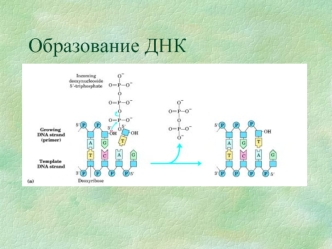 Образование ДНК