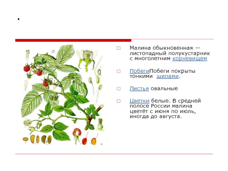 Презентация по биологии малина