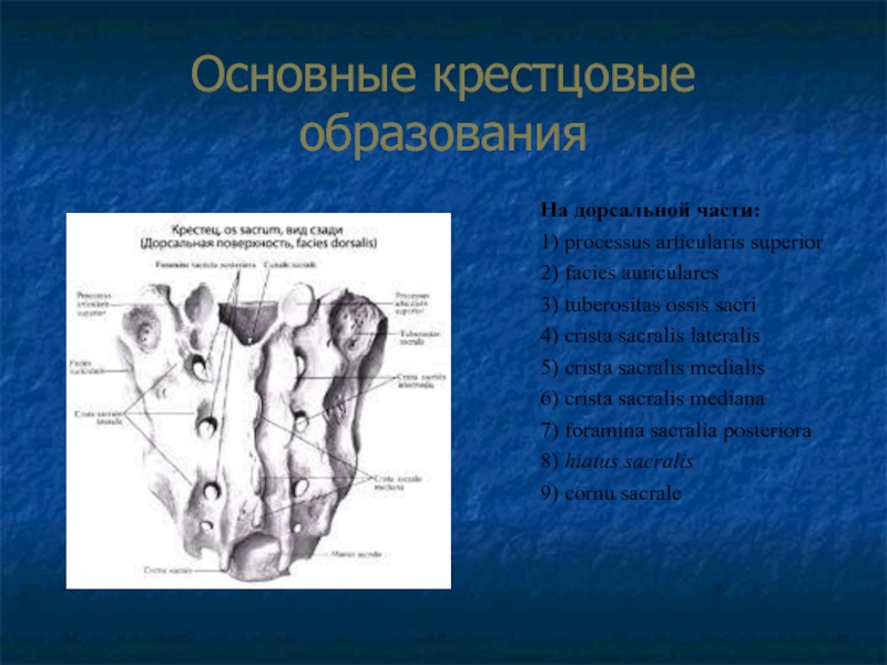 Facies medialis dentium incisivorum et caninorum