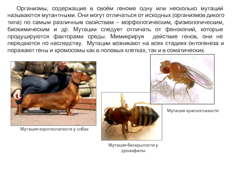 Организм содержащий. Биохимические физиологические и морфологические мутации примеры.