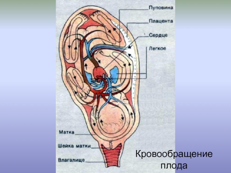 Презентация на тему физиология плода