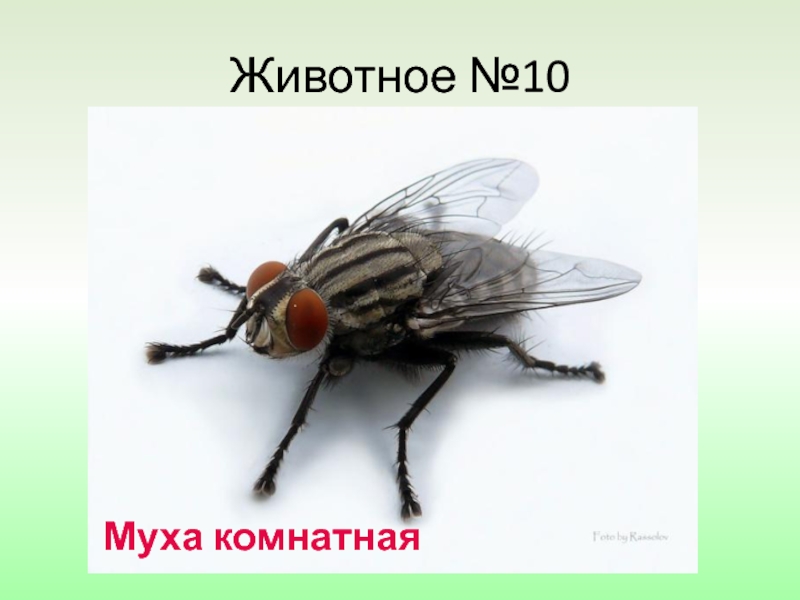 Стреляющая муха 10. Размеры комнатной мухи. Классификация комнатной мухи. Комнатная Муха относится к классу. Комнатная Муха профилактика.