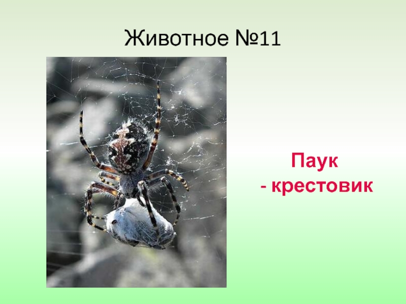 Размножение паукообразных. Систематика паука крестовика. Среда обитания паука крестовика. Жизненный цикл паука крестовика. Классификация паука крестовика.