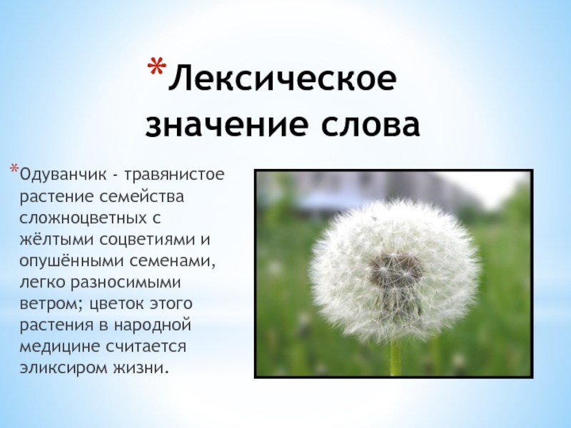 Характеристика одуванчика соцветие. Одуванчик семейство Сложноцветные. Одуванчик род многолетних травянистых растений семейства Астровые. Строение одуванчика.