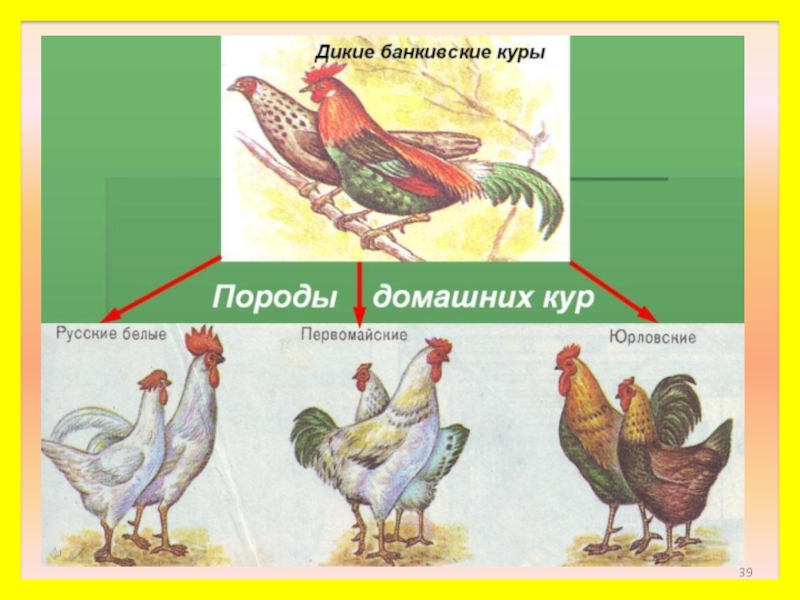 Куры происхождение. Домашние куры и их дикий предок. Дикий предок курицы. Породы птиц в нашем крае. Породы домашних кур с предком.