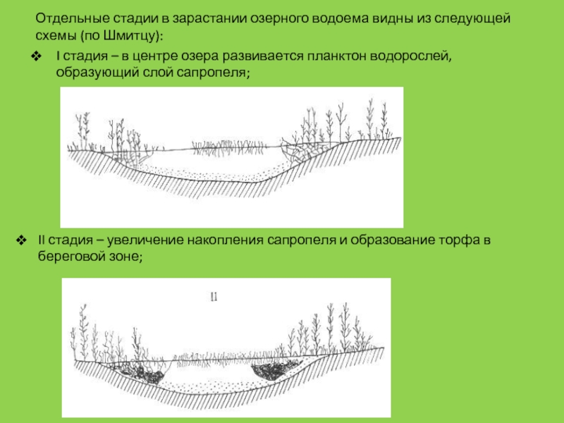 Схема зарастания озера