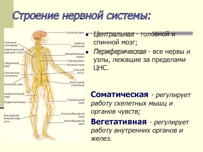 Периферическая нервная система ядра