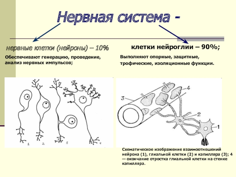 Взаимодействие нервных клеток