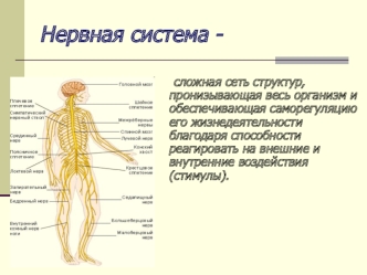 Нервная система