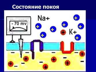 Возбуждение клетки. Переход от покоя к активному состоянию