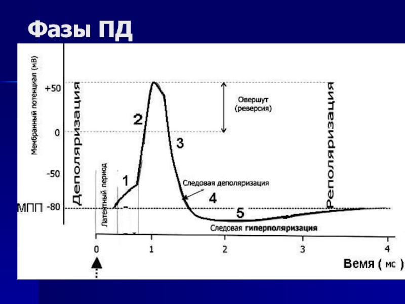 График изменения мембранного потенциала клеток водителя ритма сердца