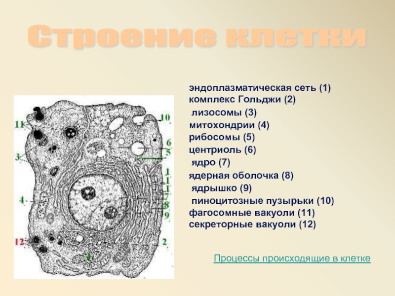 Органоиды клетки ядро функции. Эндоплазматическая сеть рибосомы комплекс Гольджи. Митохондрии, рибосомы, комплекс Гольджи, лизосомы, клеточный центр. Эндоплазматическая сеть — аппарат Гольджи — митохондрии —. Эндоплазматическая сеть рибосомы комплекс Гольджи лизосомы таблица.