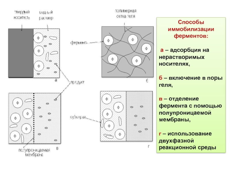 Иммобилизованные ферменты презентация