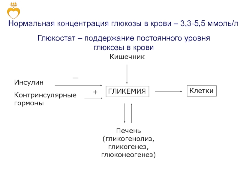 На рисунке изображена схема объясняющая механизм поддержания концентрации глюкозы в организме огэ