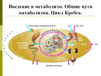 Введение в метаболизм. Общие пути катаболизма. Цикл Кребса