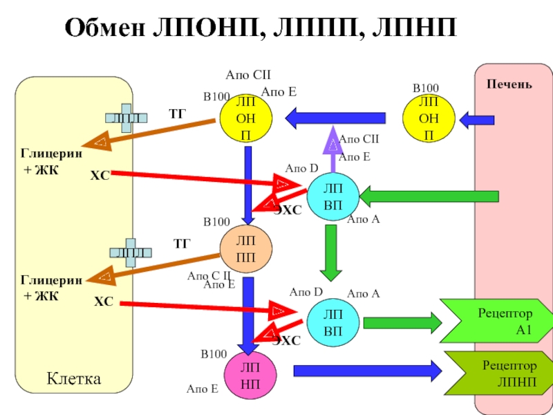 Хс лнп. Рецепторы липопротеинов низкой плотности. Синтез ЛПОНП. Синтез рецепторов ЛПНП. Строение и Синтез рецепторов ЛПНП.