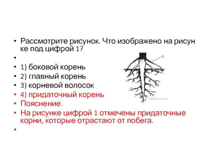 Чем заполнены структуры указанные на рисунке под цифрой 4