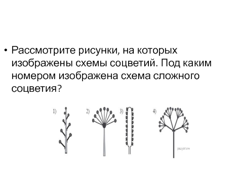 Укажите под какими номерами на рисунке изображены простые а под какими сложные соцветия