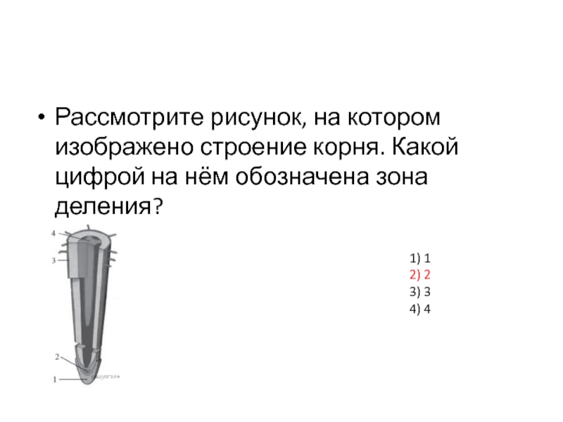 Какой цифрой на рисунке обозначена зона деления корня