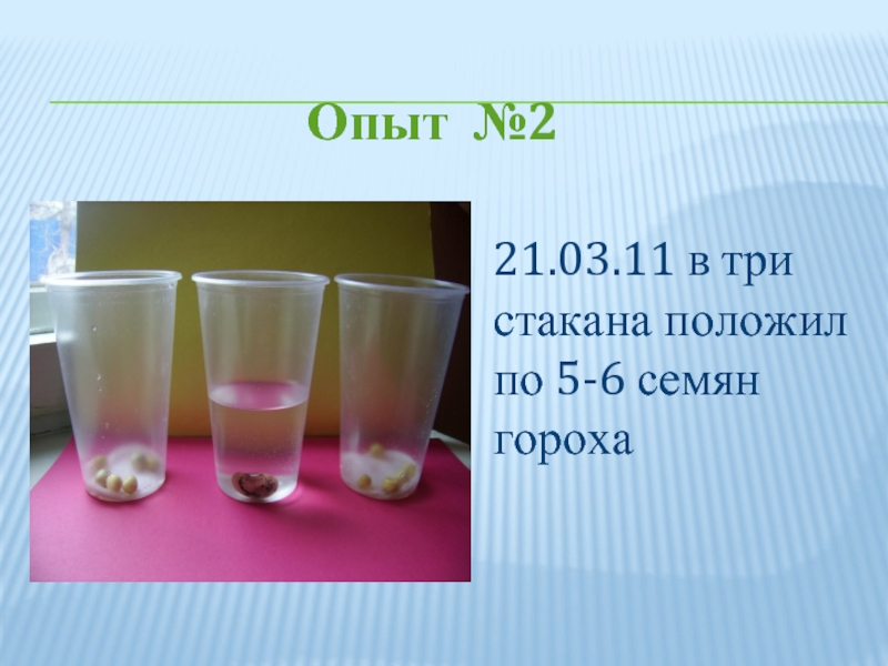 В стакан положили. Стакан с водой и семенами опыт. Фасоль в стакане опыт. Опыт три стакана с горохом. Семена гороха в стакане.