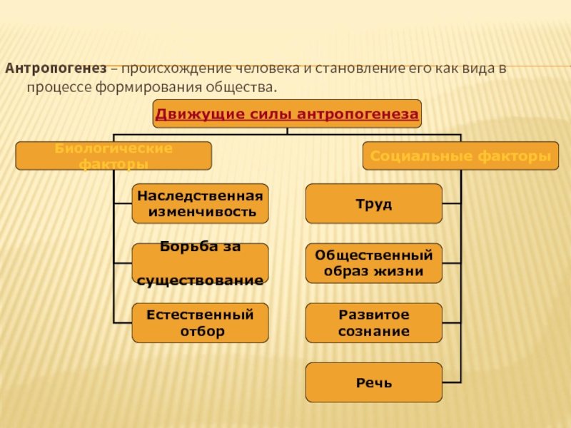 Происхождение человека антропогенез презентация