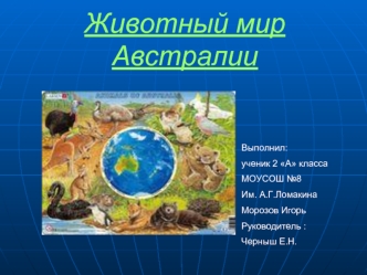 Животный мир Австралии Выполнил: ученик 2 А класса МОУСОШ 8 Им. А.Г.Ломакина Морозов Игорь Руководитель : Черныш Е.Н.