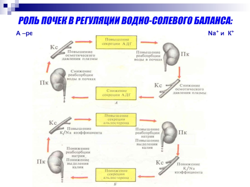 Схема регуляции водно солевого обмена в организме