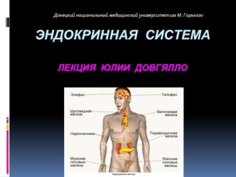 Эндокринная система