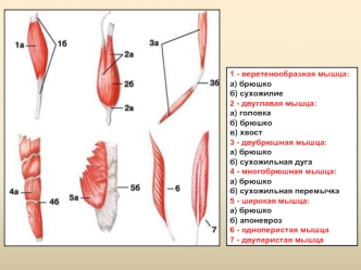 Мышцы головы и шеи