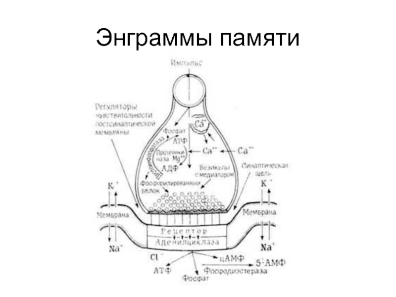 Энграмма. Этапы формирования энграмм. Механизм формирования энграмм. Этапы формирования энграммы памяти. Становятся основой энграммы.