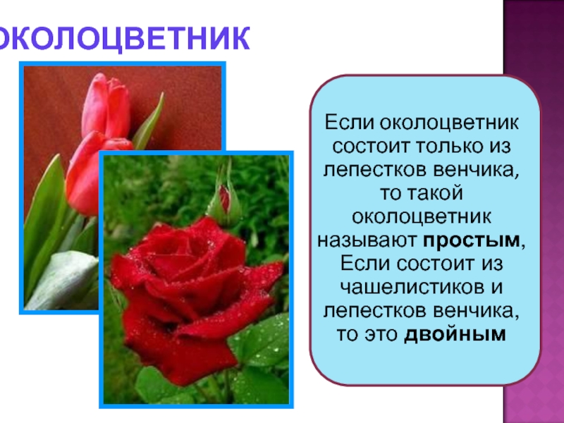 Околоцветник гвоздики