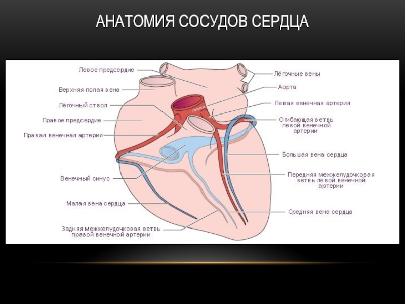 Правая сердечная артерия. Сосуды сердца. Артерии сердца анатомия. Анатомия сосудовтсердца.