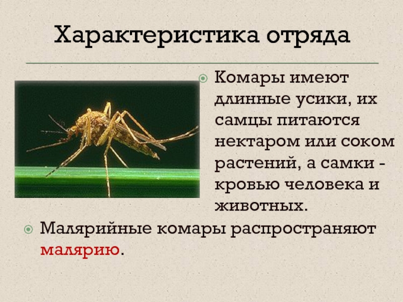 Комар какая среда. Строение комара обыкновенного. Комар характеристика. Презентация на тему комар. Презентация про комаров.