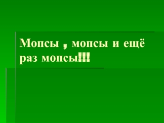 11 интересных фактов о мопсах