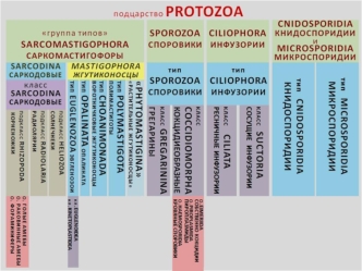 Подцарство Protozoa