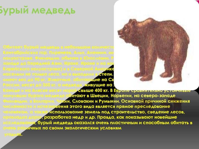 Реферат: Бурый медведь 2