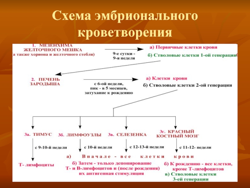 Кроветворение. Периоды эмбрионального кроветворения таблица. Схема костномозгового кроветворения.