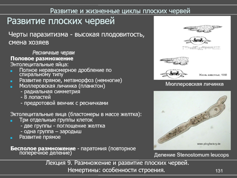 Размножение плоских червей. Жизненный цикл развития плоских червей. Размножение и развитие плоских червей. Размножение плоских червей таблица. Тип плоские черви размножение и развитие.