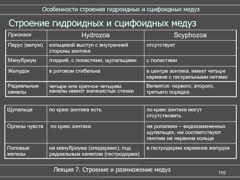 Особенности строения образ жизни. Особенности строения гидроидных. Особенности строения гидры. Строение гидроидных таблица. Гидроидные и Сцифоидные особенности строения.